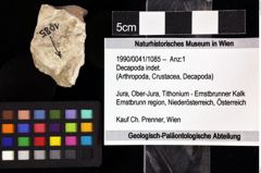 Foto (Objket + Etiketten) von Decapoda indet. 